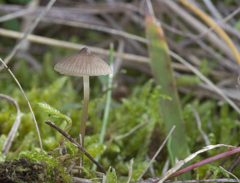 Mycena atropapillata